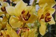 storczyk, orchidea, kwiat, wiosna, żółty, kolory, flora, zieleń, piękne, kwiatowy, wiosna, roślina, barwa