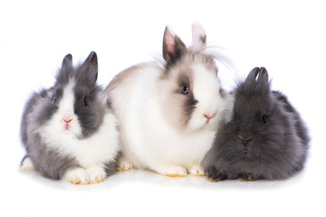 Wall Mural - Three dwarf rabbits side by side