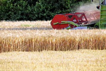 Harvest in Summer