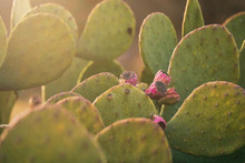 Green Prickly Pear Cactus Plant Closeup In Nature During Golden Hour.
