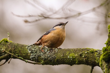 Sticker - nuthatch