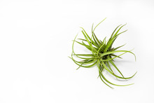 A Tillandsia Isolated On A White Background. It Belongs To The Family Of The Bromeliaceae. Is Known As Airplant Because It Has No Underground Roots And Absorbs Nourishment From The Humidity Of The Air