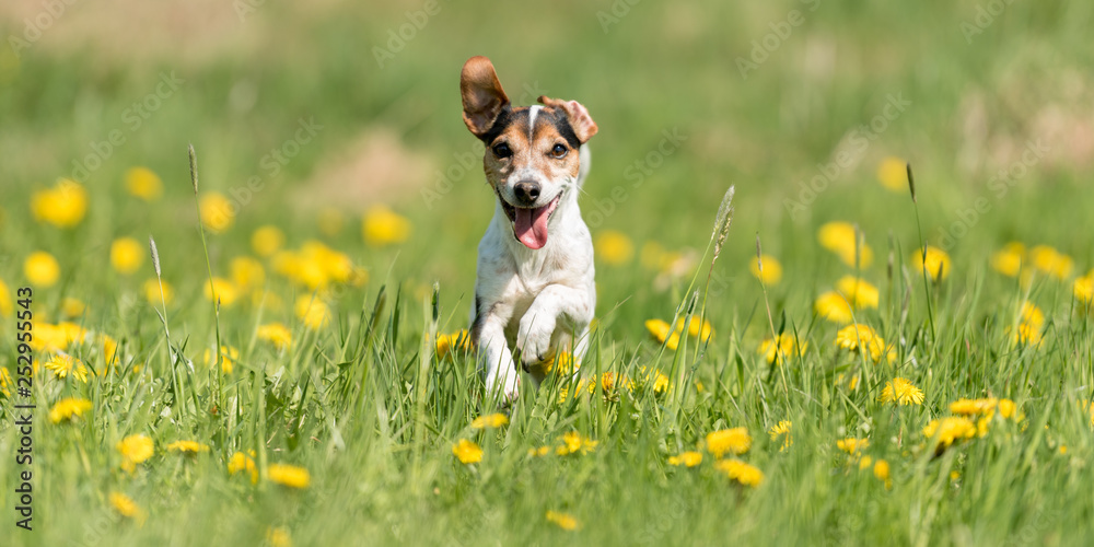 Funny Jack Russell Terrier dog run in a green blooming meadow - obrazy, fototapety, plakaty 