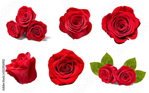 flower rose petal blosspm background