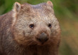 Common wombat face
