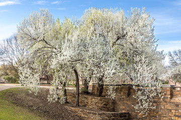 Wall Mural - Blooming Bradford pear trees in Texas