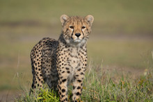 Cheetah Cub Portrait