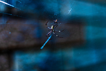 Spider on web macro