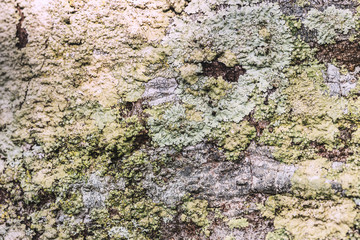 Closeup of an deciduous tree bark covered with  lichen.