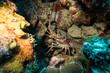 A spiny lobster hiding in a cave during a nightdive on tropical Bonaire island in the caribbean