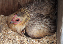 Hen With Baby Chick