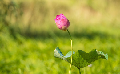 Lotus in big pond 2