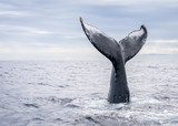 Fototapeta Tęcza - Humpback Whale Vertical Tail Breach