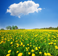 Wall Mural - Yellow flowers hill under blue cloudy sky