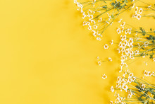 Flowers Composition. Chamomile Flowers On Yellow Background. Spring, Summer Concept. Flat Lay, Top View, Copy Space