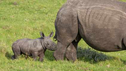 Wall Mural - small baby white rhino