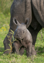 Baby White Rhino Next To Mom
