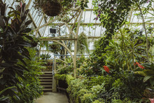Tropical Greenhouse Glasshouse Sunny Interior Full Of Lush Green Plants. Modern Interior Architecture. Natural Design. Indoor Decorative Plants. Botanical Garden.