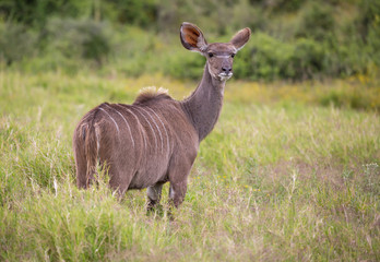 Wall Mural - kudu antelope in south africa