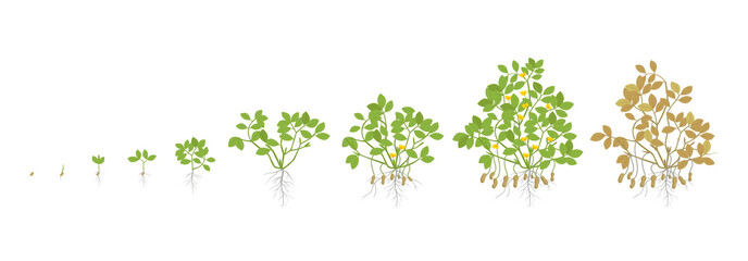 Poster - Growth stages of peanut plant. Peanut increase phases. Vector illustration. Arachis hypogaea. The life cycle. Also known as the groundnut, goober or monkey nut. Ripening period.