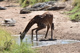 Fototapeta Sawanna - Masai giraffe drinking water in Serengeti National Park, Tanzania