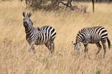 Fototapeta Konie - plains zebra in Serengeti National Park, Tanzania