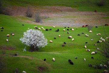 herd of sheep in green meadow. artvin/turkey