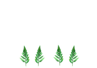 flat lay on white  background  for text and fern leaves,  top view, space for text, copy space,