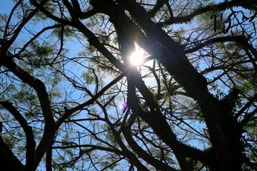 Wall Mural - Big tree with flare light of the sun in the morning. Nature background concept.