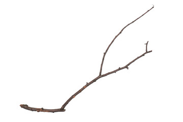 single dry tree branch, isolated on white background. stick tree branch from nature for design.