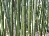 Fototapeta Sypialnia - Gravures sur bambous