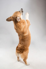 Funny corgie dog standing up on his rear legs on the white background in studio