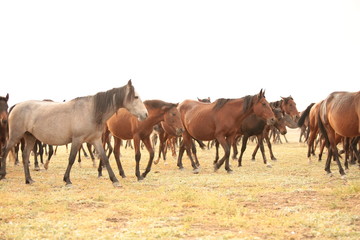 wild horses and cowboys.kayseri turkey