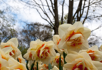 Poster - Spring blooming yellow daffodils or narcissuses in garden