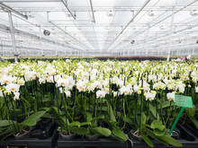 Many White Orchids In Large Dutch Greenhouse