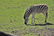 Portrait of a zebra grazing in the meadow
