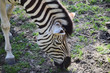 Portrait of head and front legs of zebra eating