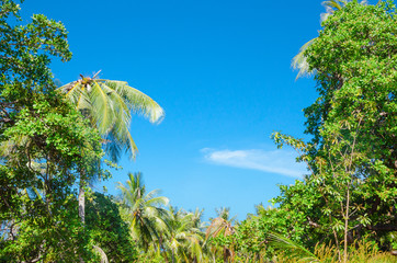 Canvas Print - sfondo bello giungla palme e cielo blu