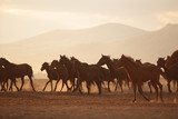 Fototapeta Konie - wild horses and cowboys.kayseri turkey