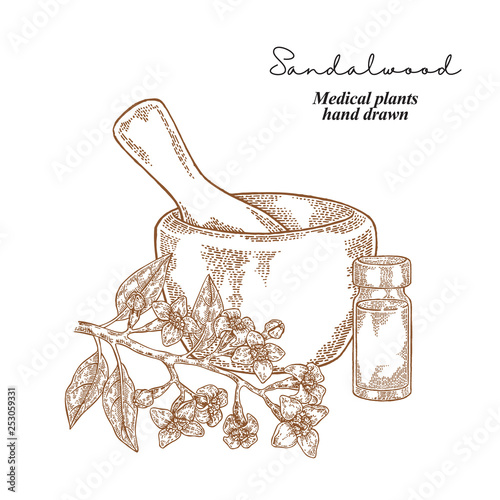 Sandalwood Branch With Flowers And Leaves Medical Plants Set Vector Illustration Hand Drawn Buy This Stock Vector And Explore Similar Vectors At Adobe Stock Adobe Stock