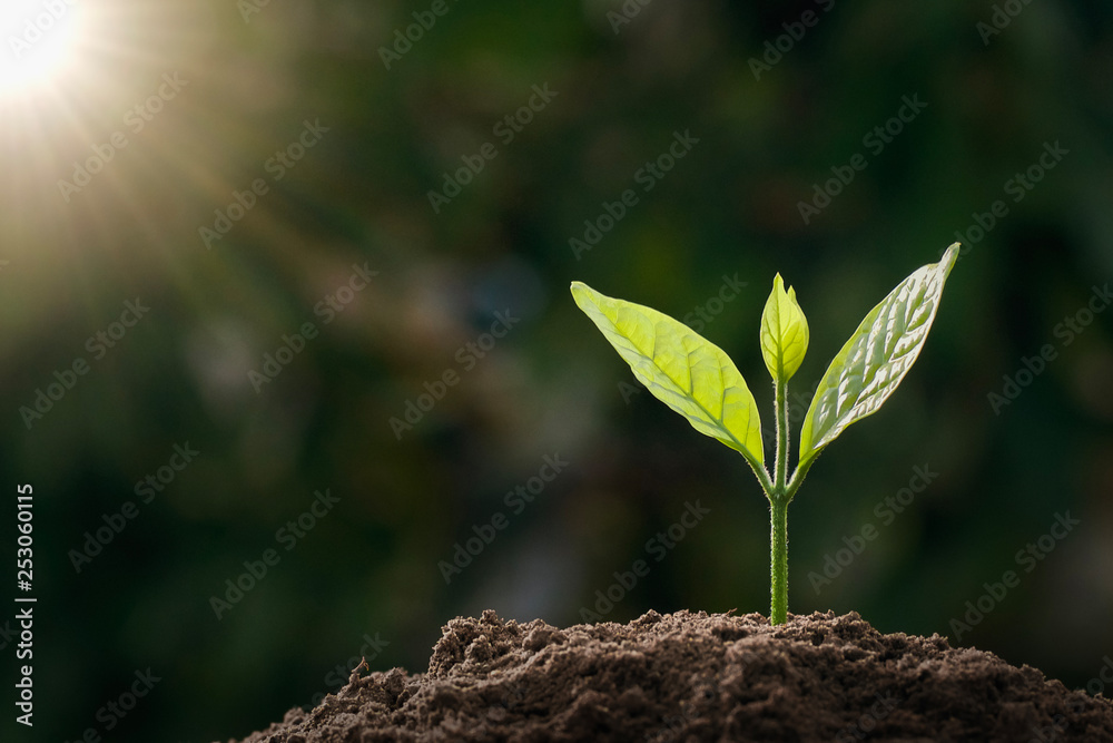 small green tree growing in garden with sunlight. eco concept - obrazy, fototapety, plakaty 