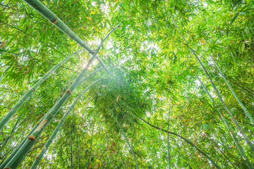 Wall Mural - Bamboo forest with sunlight