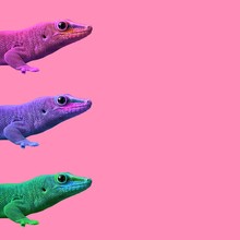 Contemporary Art College,multicolor Exotic Animals Lizards.  Cold Blooded On A Colored Background