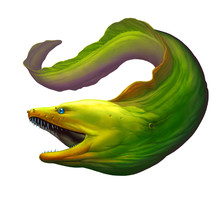 Moray Eel Green. Large Green Moray Eel With Open Mouth And Thick Row Of Sharp Teeth Of Needles.