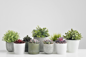 Wall Mural - Green plants, succulents, in cement concrete pots stand in a row on a white background. The concept of a flower shop, gifts for women and the protection of nature.