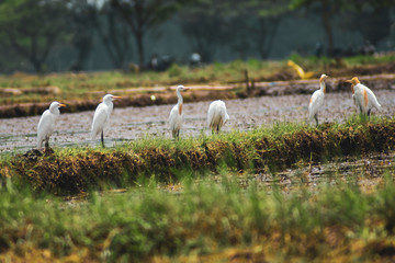 Wall Mural - Close up of a white stork or Ciconia ciconia on a green natural background