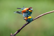 The European bee-eater (Merops apiaster) mating pair on tree.Pair of birds with green background during mating season.