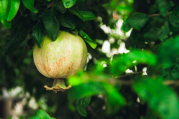 Pomegranate ripens on a tree branch under the sun