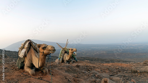 Photographie Camels carry supplies to the overnight camp at the rim of Erte Ale volcano
