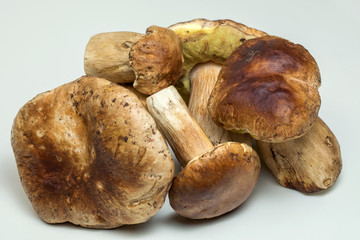 White mushroom lat. Boletus edulis isolated on white background